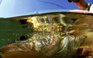 A closeup of a walleye under the water being reeled in.