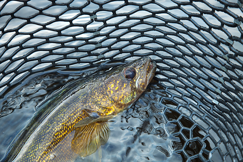 walleye-in-a-landing-net A walleye is in a basket in the water.