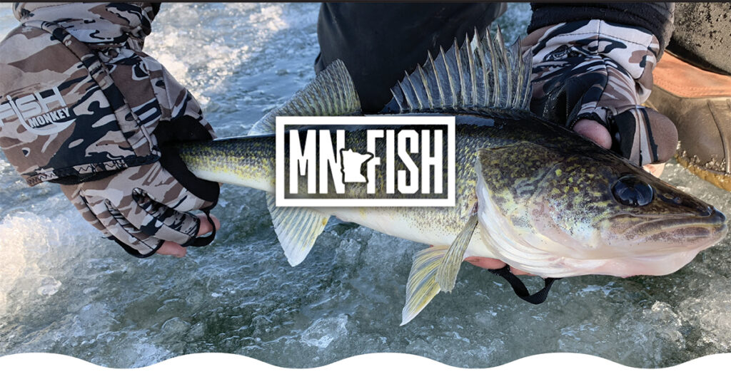 A many is holding a walleye just caught on the ice in winter.