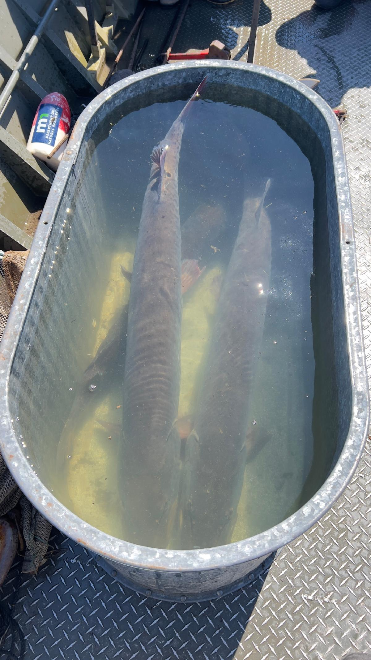 Musky3